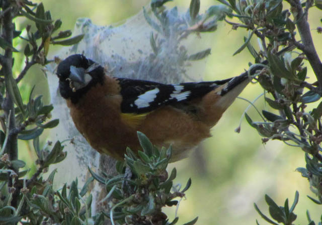 Black-headed Grosbeak